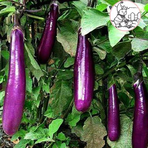 Hạt cà tím dài f1 thái lan - gói 1 gram