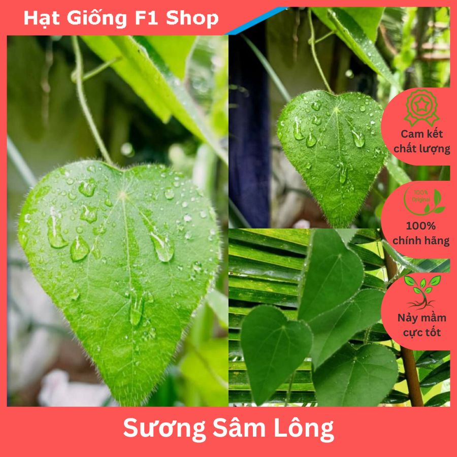 Hạt Giống Sương Sâm Lông Rừng - 30H (130.F1)