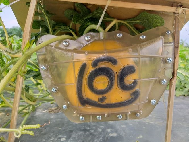 [HCM] Khuôn tạo hình thỏi vàng cho các loại dưa bưởi cam quýt