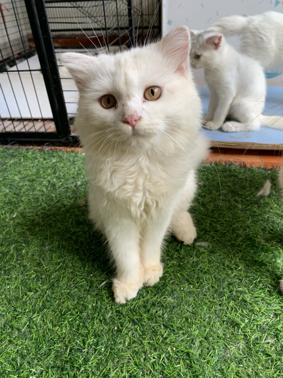 [HÀNG NHẬP NGA] Nhỏ mắt mũi Maxidine 0.15 cho vấn đề hô hấp ở mèo