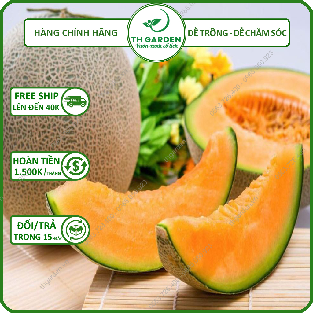 Hạt Giống Dưa Lưới TH Garden - Hạt Giống Nảy Mầm Trên 90%, Dễ Trồng Dễ Chăm Sóc Quả To Ngọt Lịm