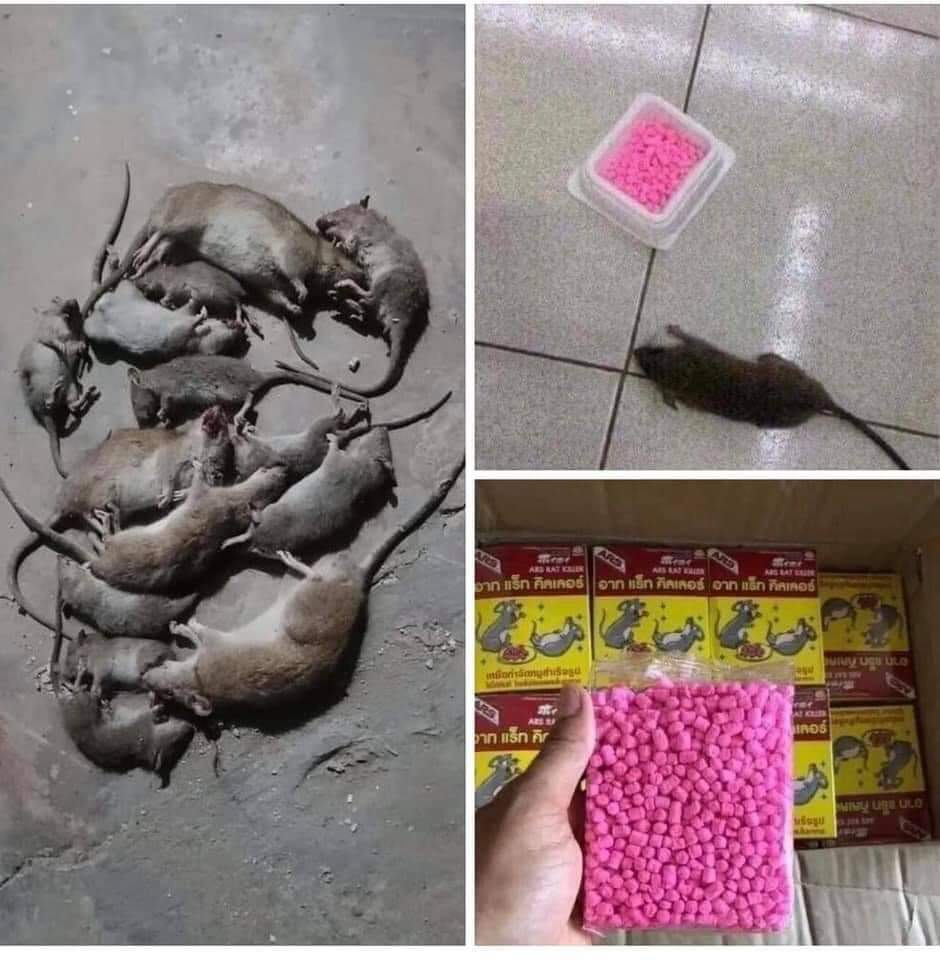 Thuốᴄ diệt cả đàn chuột ars rat killer 80g - thái lan