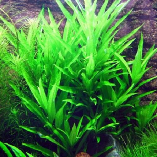 2 giỏ Cây thủy sinh Liễu gai - cây Liễu thủy sinh bền đẹp