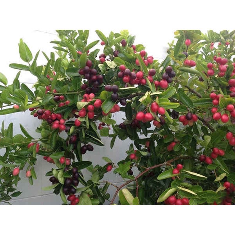Cây giống siro giống cao từ 35cm đến 40cm