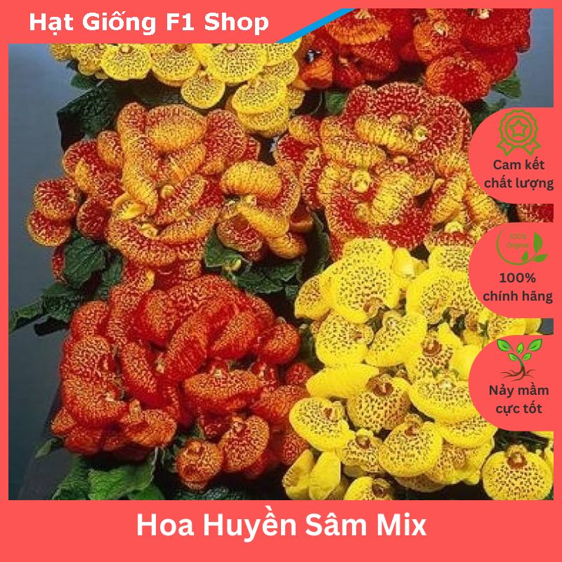 Hạt giống hoa huyền sâm mix chât lượng f1