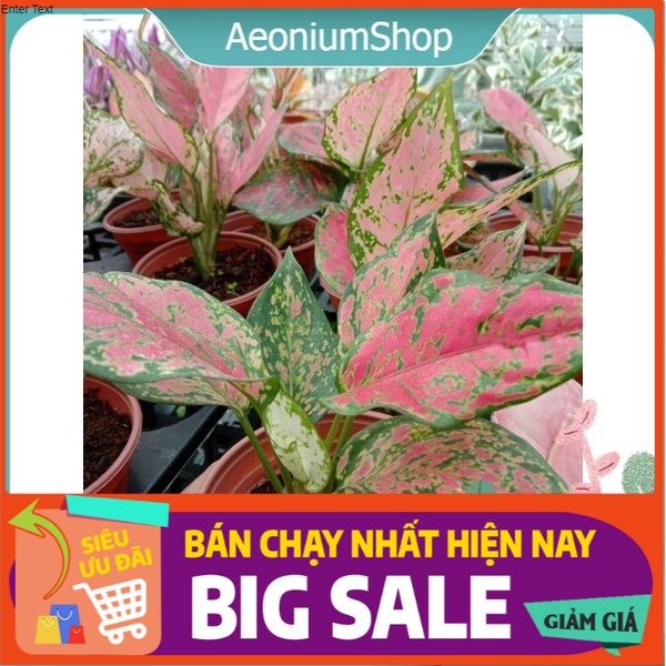 Cây vạn lộc - cây thiên phú chuyên decor sân vườn, bàn làm việc ️