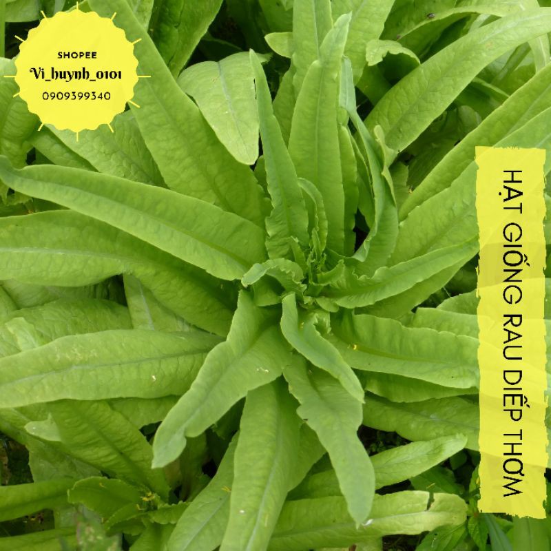 Hũ Lẻ 1Gr (~800 Hạt) Xà Lách Giống Xà Lách Rau Diếp Thơm Giống Nhập Mỹ Thơm Ngon Và Bổ Dưỡng Có Thể Trồng Quanh Năm