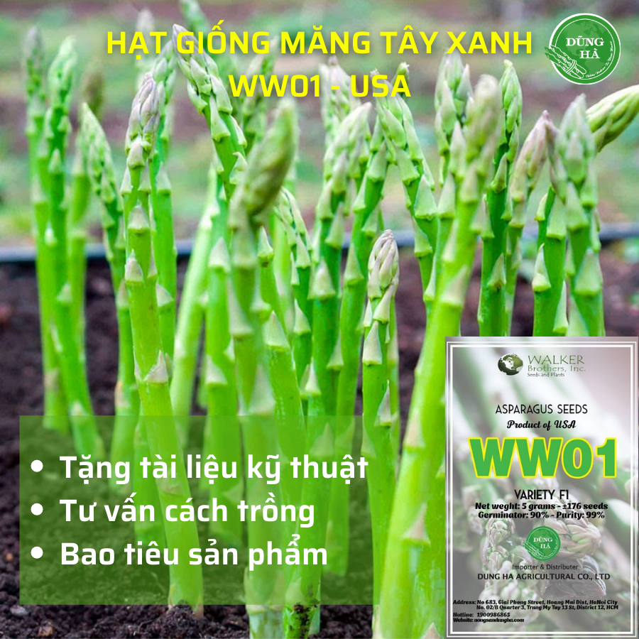 Hạt giống măng tây xanh chịu nhiệt WW01 (USA - Mỹ) Tặng tài liệu kỹ thuật gieo trồng