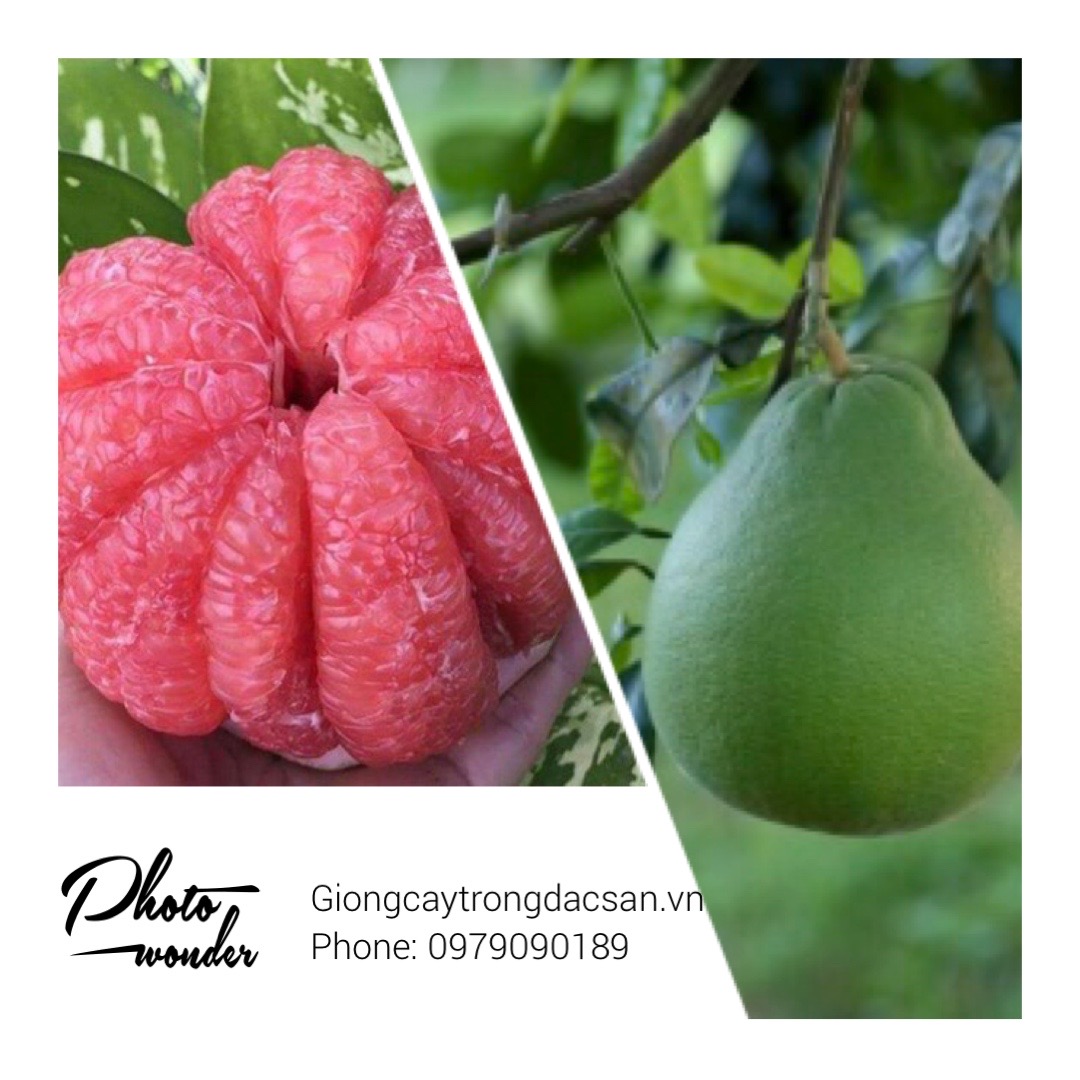 Combo 4 buoi ruby thái chỉ 199k hàng f1 đẹp