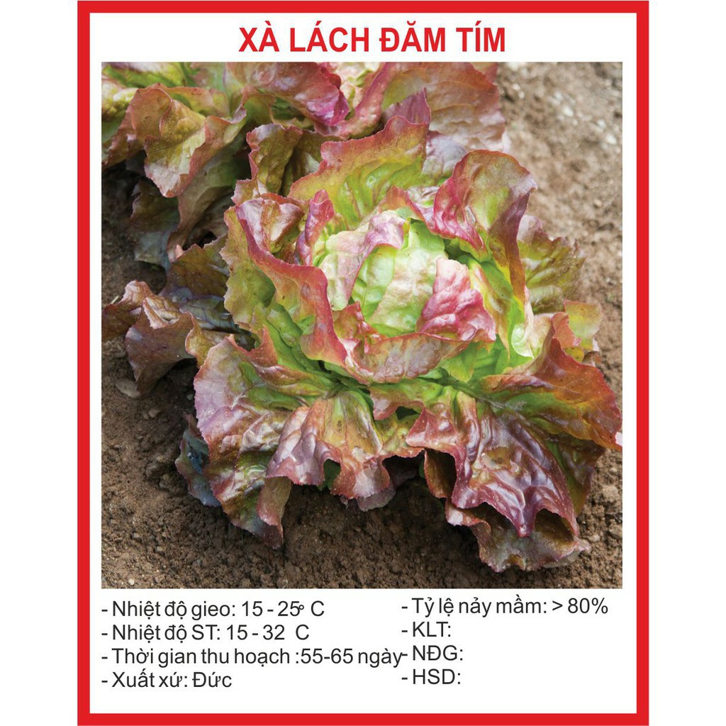Hạt giống xà lách đăm tím 0.2gr