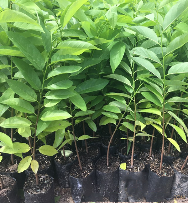 Giống cây na ta dai, cây cao 30-40cm
