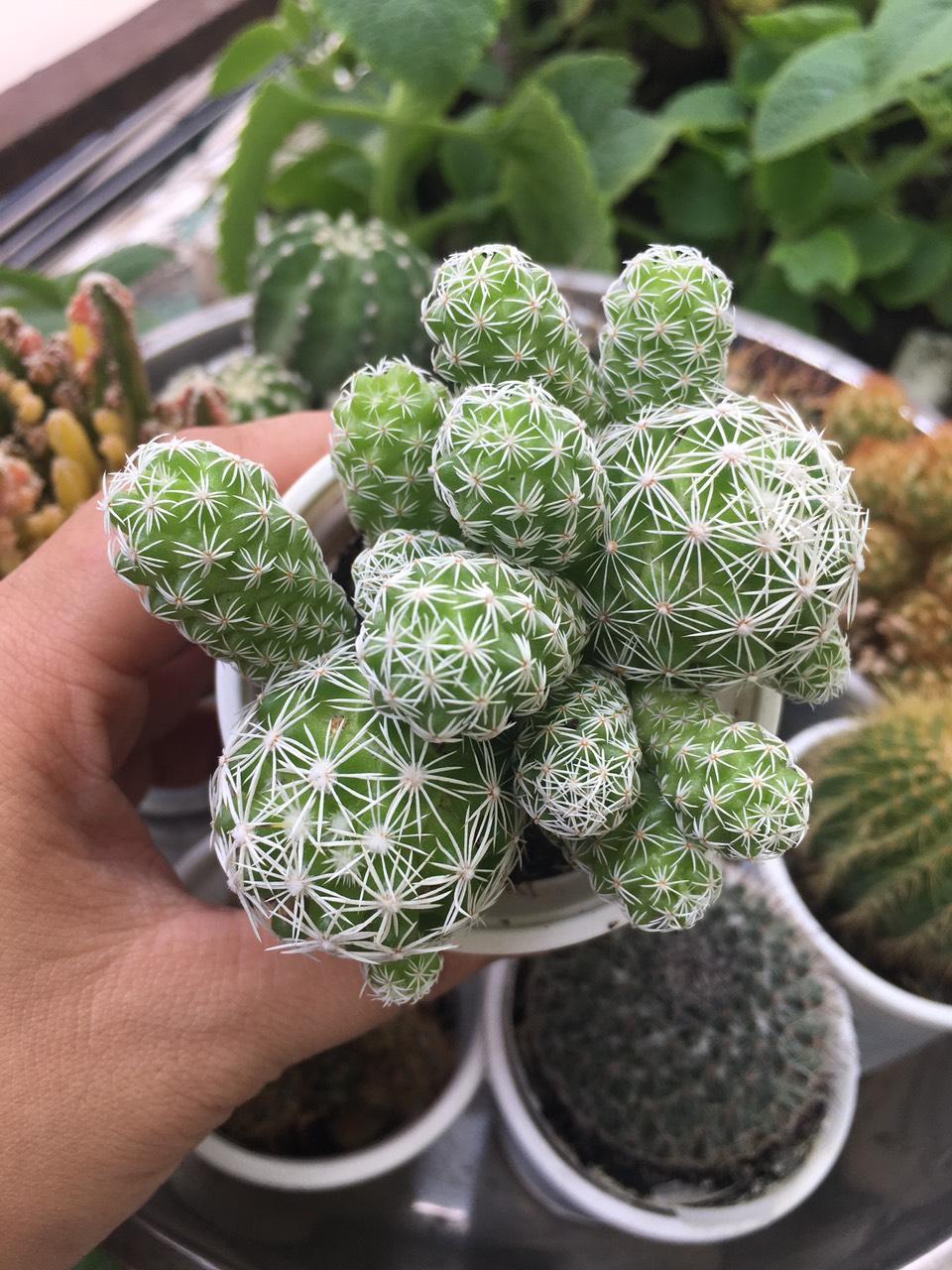 [HCM]Xương rồng trứng chim