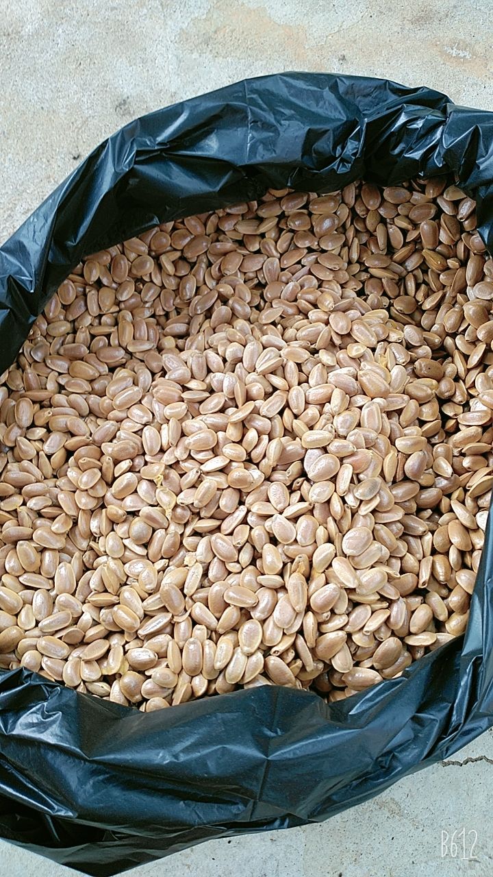 500g hạt bình bát khô nhà làm 366l