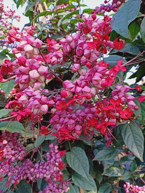 Chậu cây giống dây leo ngọc nữ đỏ