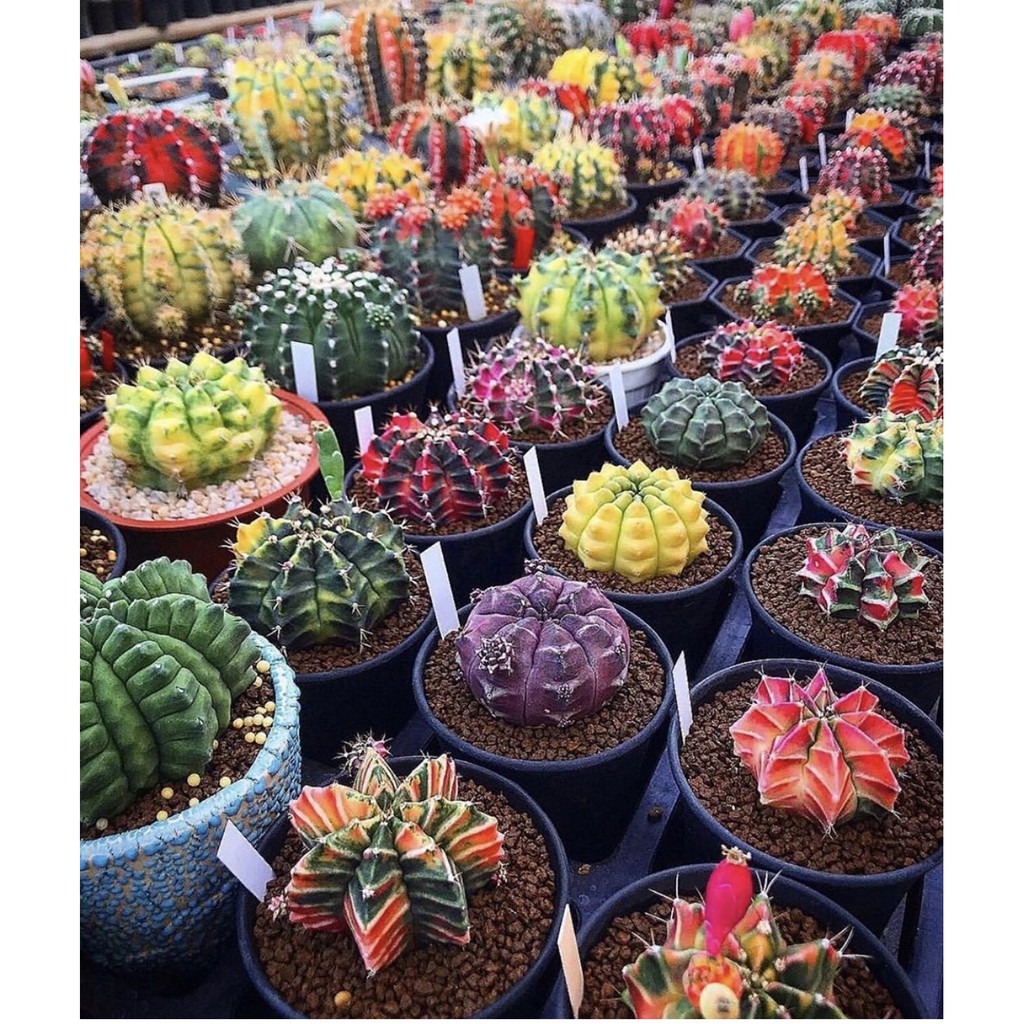 1 cây xương rồng Mini siêu cute Ngẫu nhiên