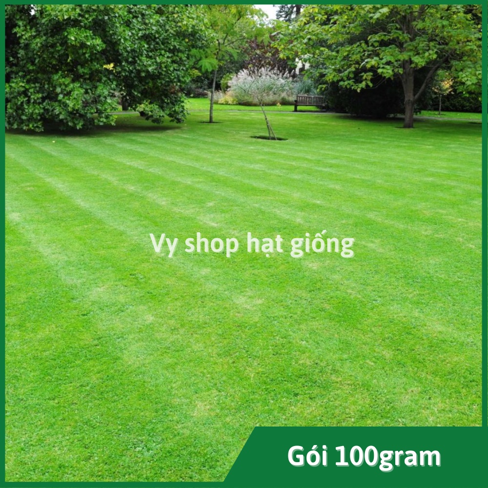 100gr hạt giống cỏ Bermuda hạt cao cấp nhập Mỹ trồng thảm sân vườn