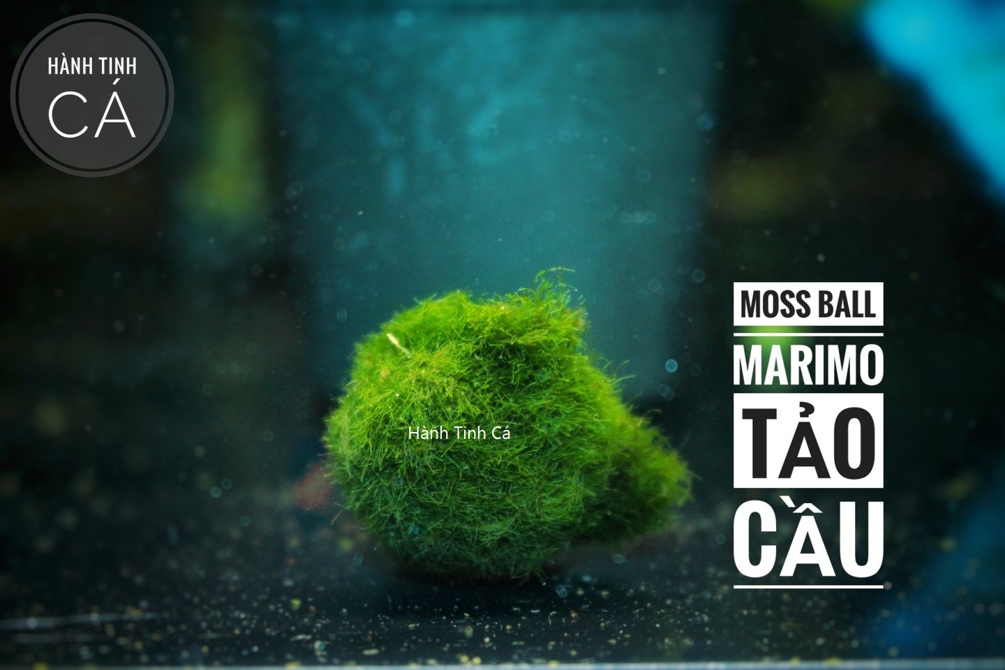 Tảo cầu moss ball marimo 2-3cm - trang trí bể tép, thủy sinh