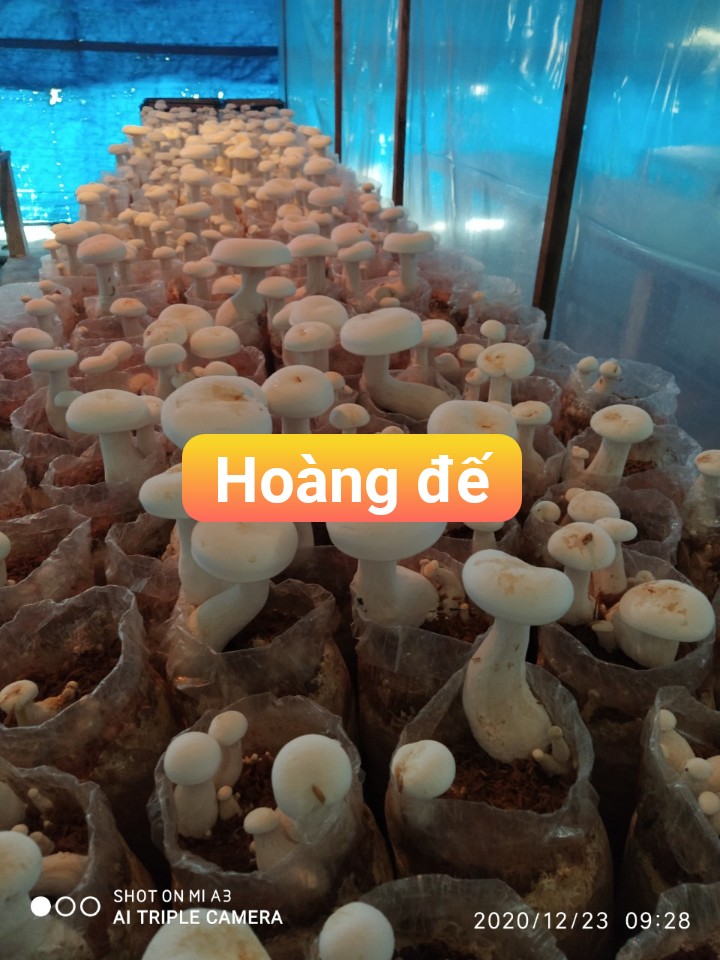 2 ký phối nấm bào ngư hoàng đế