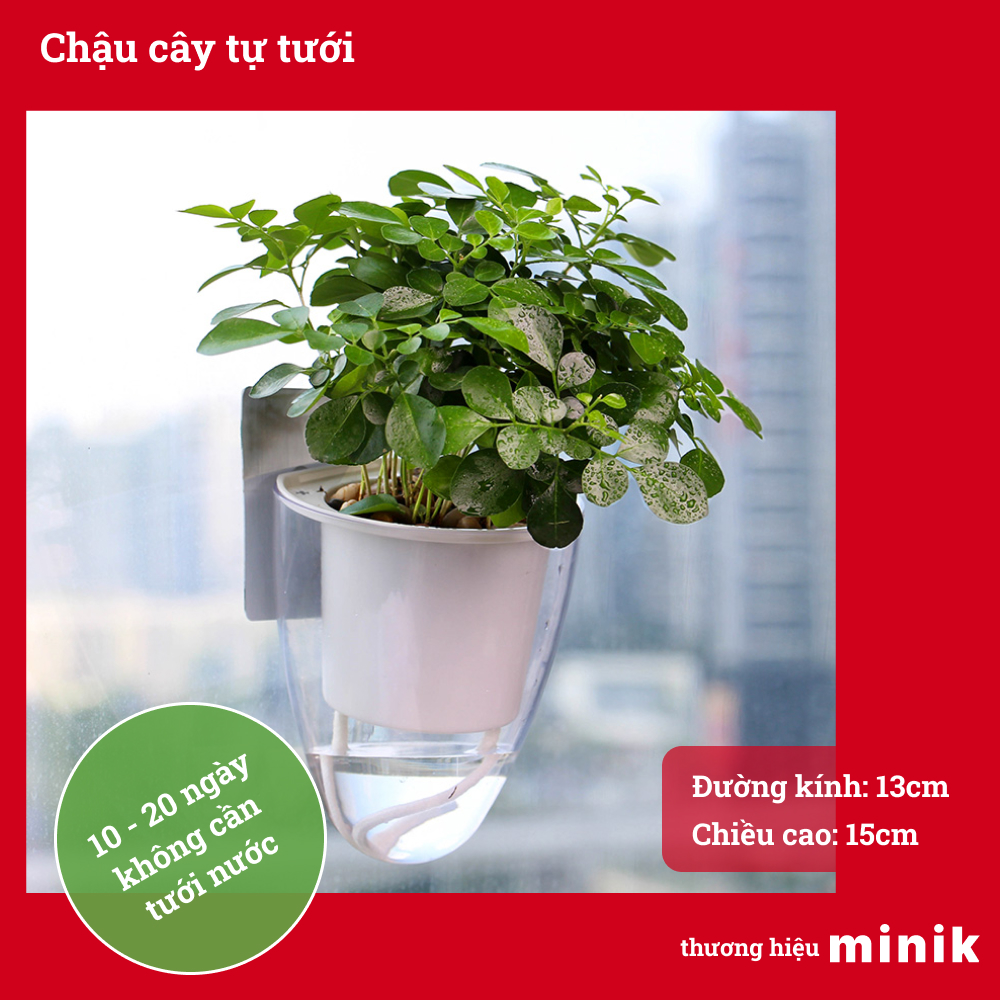 Chậu trồng cây treo tường tự dưỡng MINIK, chậu trong suốt, có thể trồng đất hoặc thủy sinh, chậu cây thông minh tự tưới, chất liệu nhựa PP tiêu chuẩn Châu Âu, kích thước 13cm x 15cm