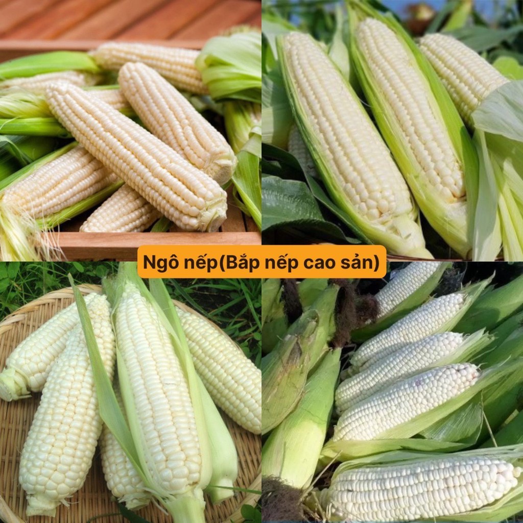Hạt giống ngô nếp trắng,bắp trắng siêu dẻo- gói 20 gram