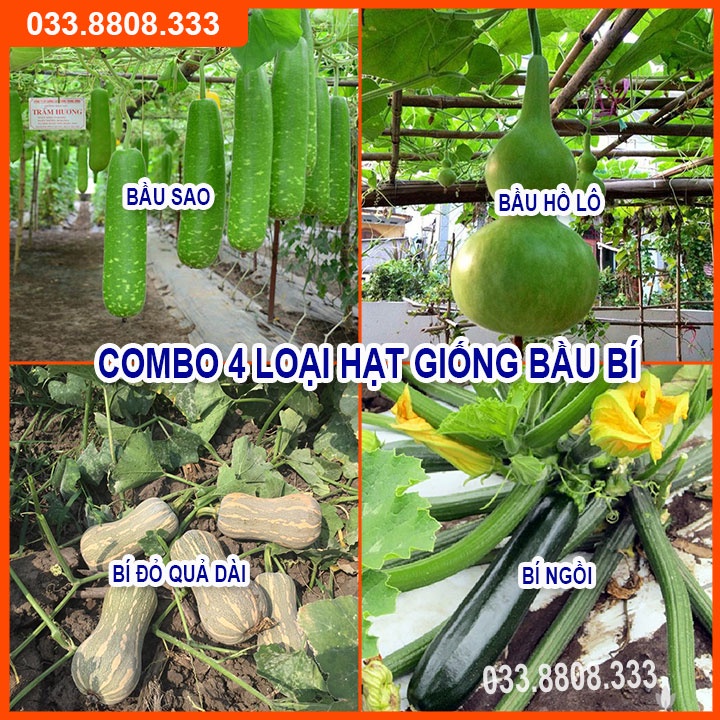 4 loại hạt giống bầu bí