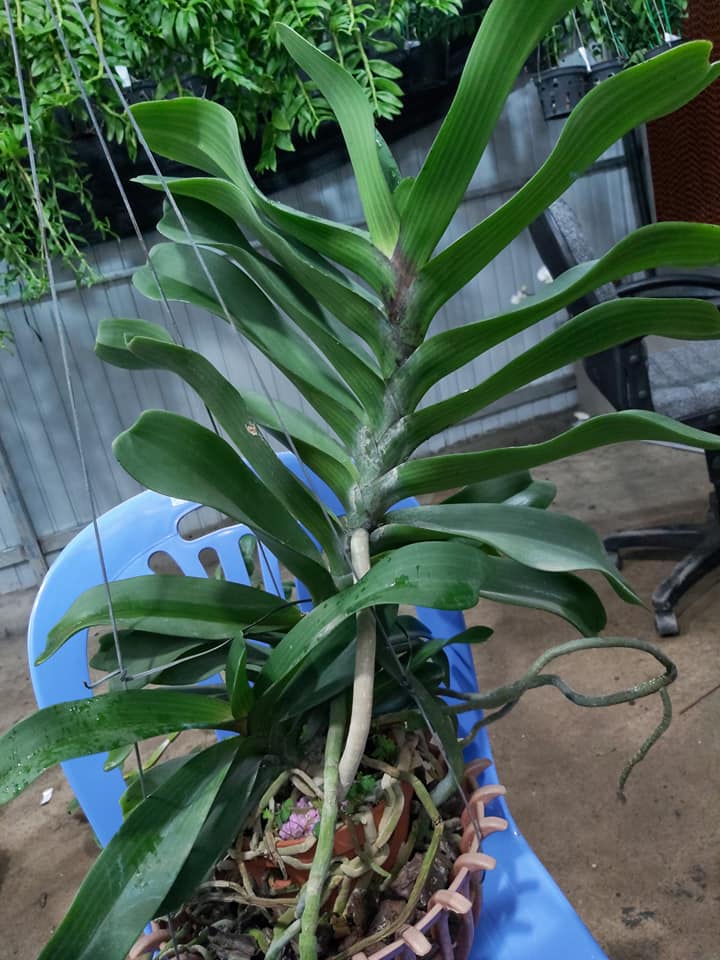 Hoa lan ngọc điểm cây to - khỏe