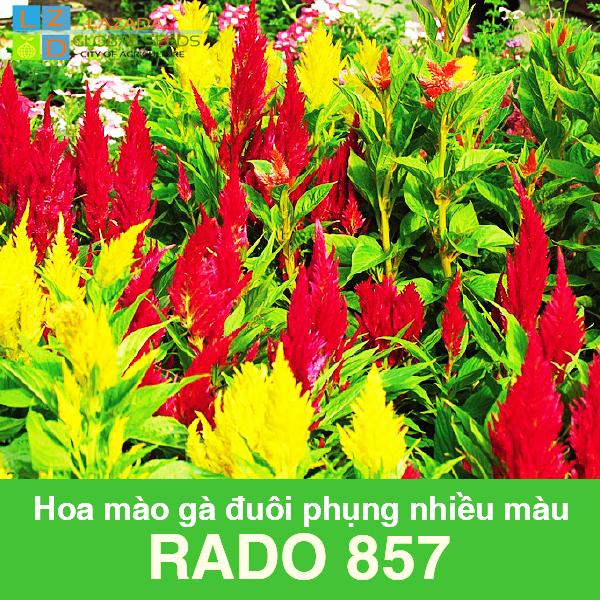 [HCM]Gói 01Gram -hoa mào gà đuôi phụng nhiều màu Rd857 .KHUYẾN MÃI KÈM GÓI PHÂN .