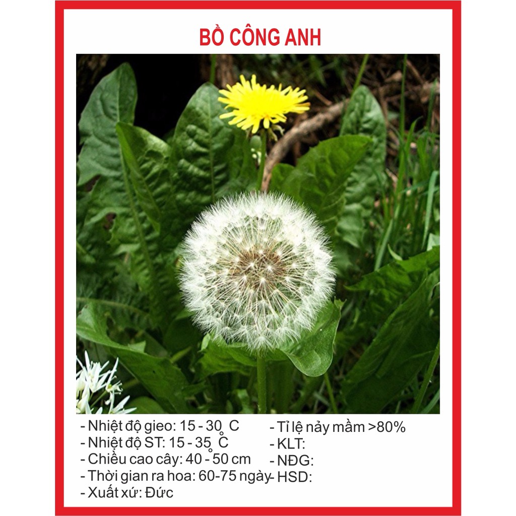 Hạt giống hoa bồ công anh 100 hạt