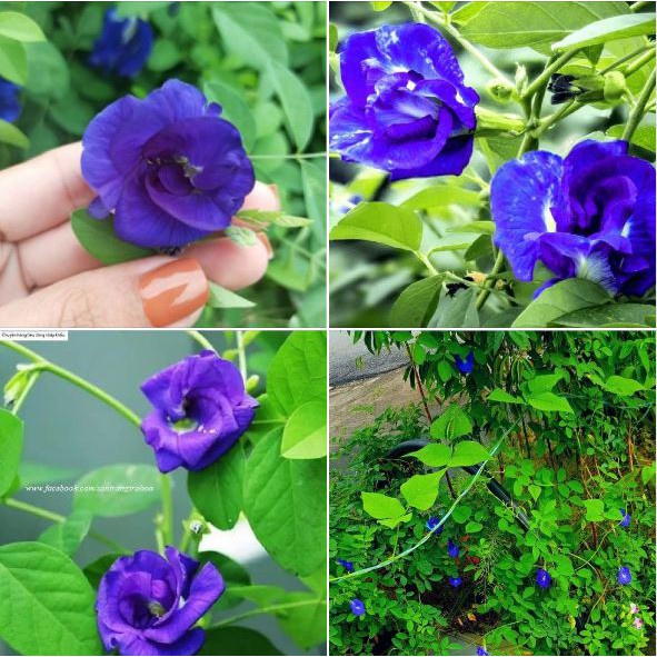 Hạt giống hoa đậu biếc hoa kép- Gói 20 hạt