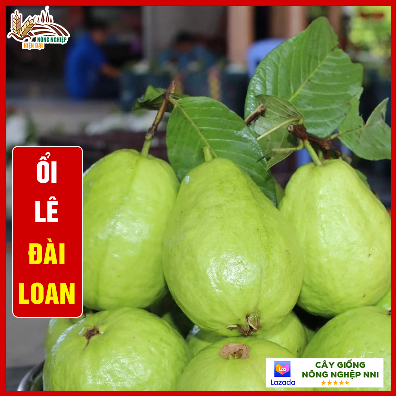 Cây ổi lê Đài Loan cây con giống F1 khỏe mạnh thân cao 60cm-70cm dễ thích nghi và sinh trưởng, ra trái nhanh chỉ sau 8 tháng - QD41