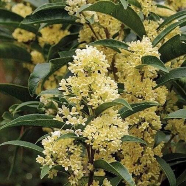 Cây mộc hương ta hoa vàng