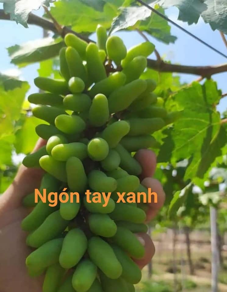 Cây giống nho xanh-cây cảnh-tặng kèm phân bón