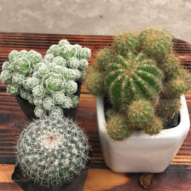 Combo 3 Cây Xương Rồng Tuỳ Chọn Giá 65K