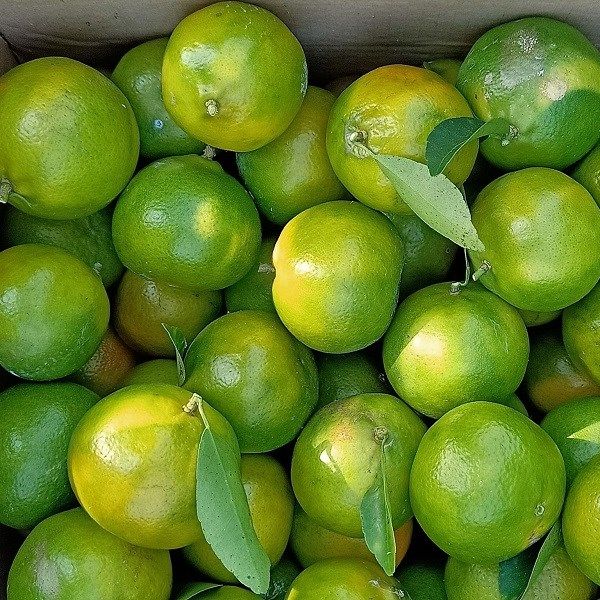 [Giao nội thành Hà Nội] Quýt bóc không hạt Vườn Nhà Mẹ - 1 kg quýt - Hoa quả tươi, sạch, chuẩn VietGap