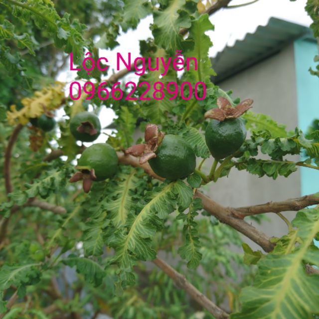 Cây ổi đuôi phụng, mặt hàng đang được săn đón, chất lượng sản phẩm đảm bảo và cam kết hàng đúng mô tả