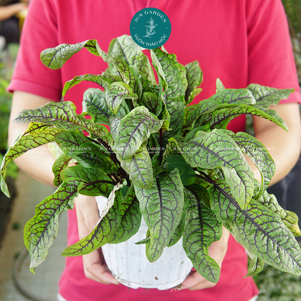 Cây cải chua sorrel gân đỏ jun garden