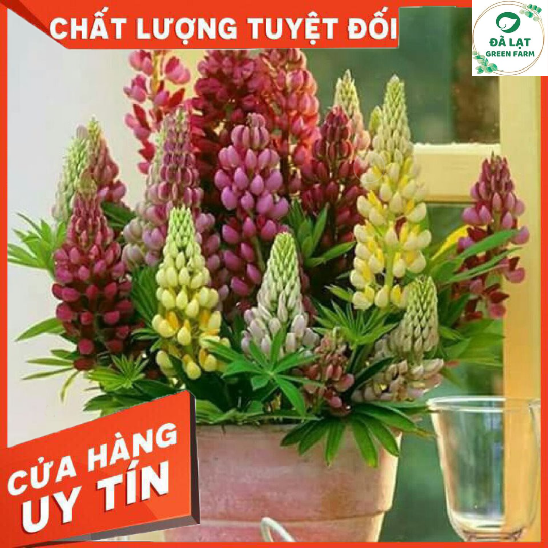 Hạt Giống Hoa Đậu Lupin