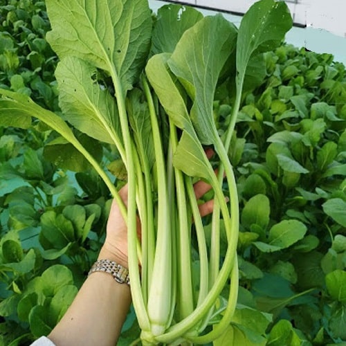 Hạt giống cải ngọt 20g