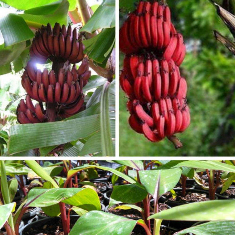 Cây Chuối Đỏ Dacca giống