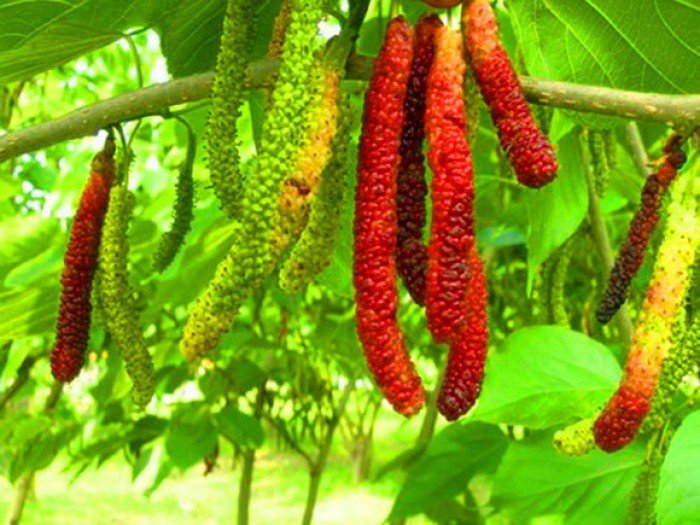 Cây dâu đài loan trái dài hàng chuẩn - FREE SHIP TỪ 50K