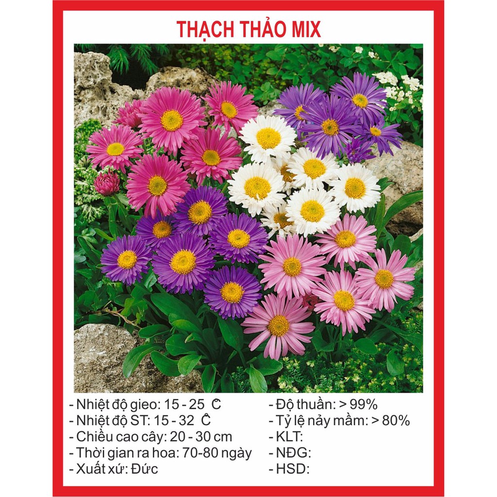 Hạt giống hoa thạch thảo lùn mix ~130 hạt