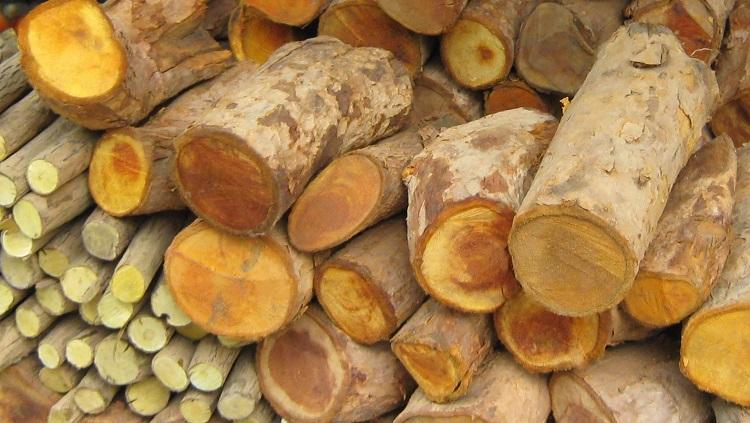 Cây Mật Gấu Tây Bắc 2Kg