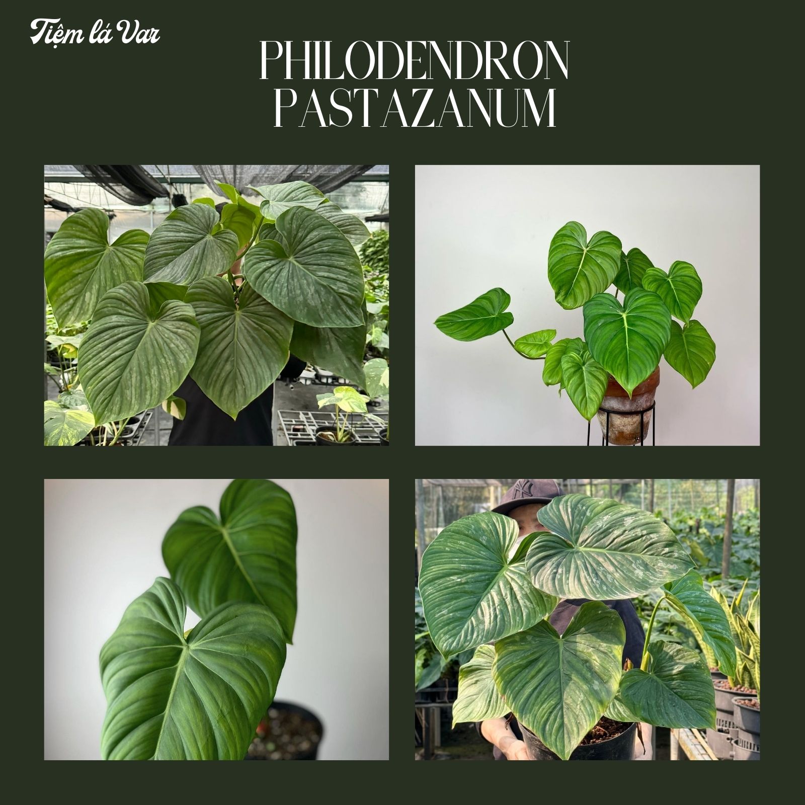 Trầu Bà Tâm Ý – Philodendron Pastazanum Cây trang trí, nội thất, công trình