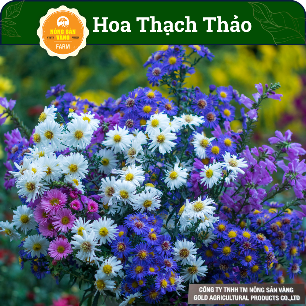 Hạt Giống Hoa Cúc Thạch Thảo Nhiều Màu, Phát Triển Nhanh Sức Sống Mạnh, Trang Trí Nhiều Không Gian Trong Ngôi Nhà Của Bạn (Gói 50 Hạt) - Nông Sản Vàng