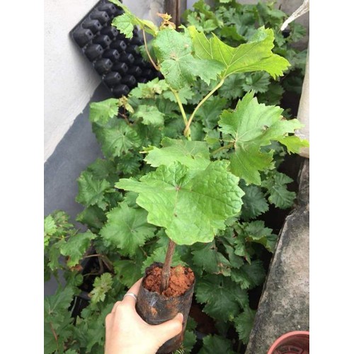 Cây giống nho Hạ Đen không hạt - năng suất cao