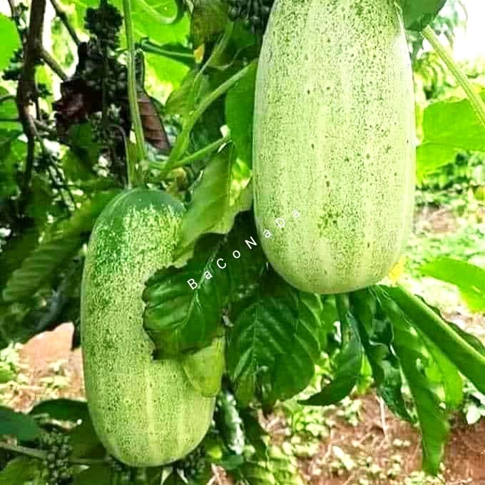 Hạt giống dưa chuột Mèo