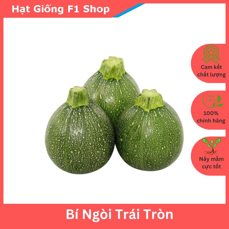 Hạt giống bí ngòi trái tròn sai trái
