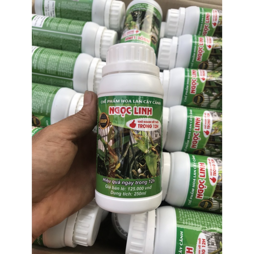 Ngọc Linh chữa thối nhũn 12H cho phong lan - xử lý cây giống & giá thể