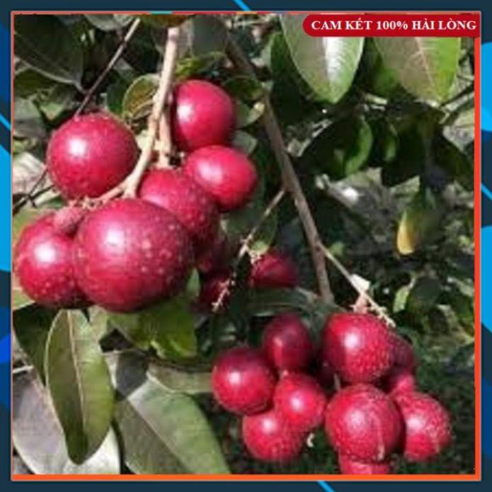 Giống mới - cây giống nhãn xuồng tím sai quả samson garden
