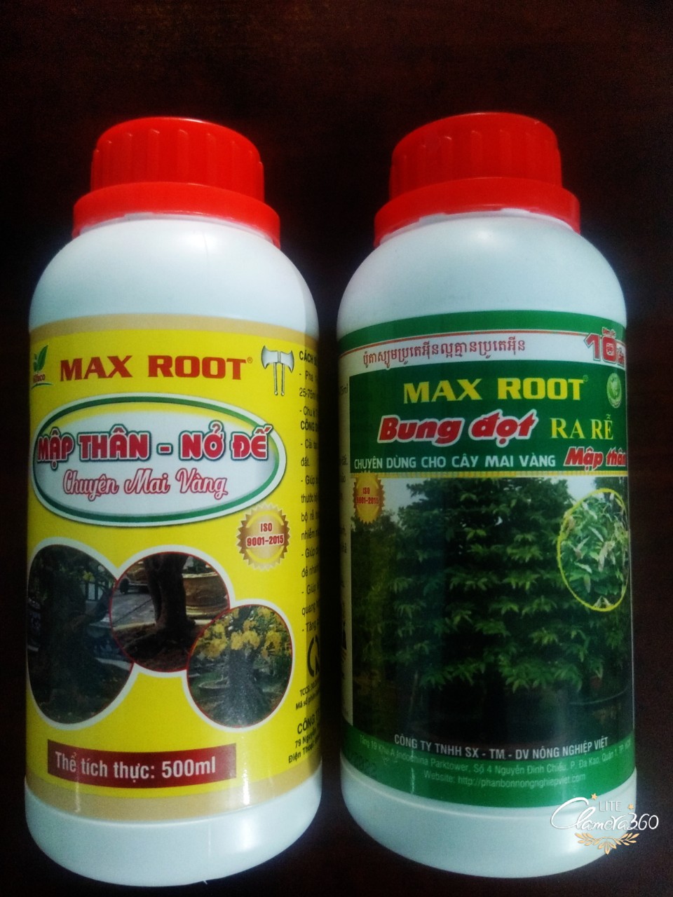 Combo 2 chai bung đọt ra rễ - mập thân nở đế mai vàng - chuyên mai vàng